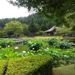 130種類の蓮の花