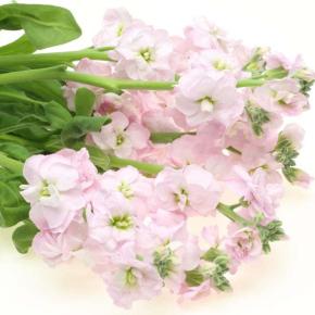 香りが素敵な冬の花7選