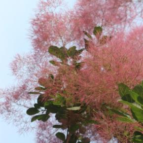 はぁ～ん？おかしな答えをする新農水大臣