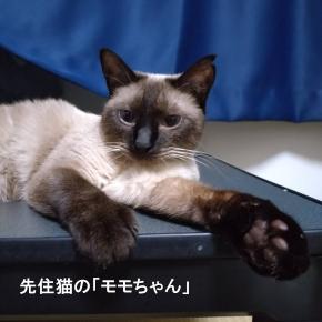 ハナ間もなくトライアルへ