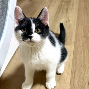 11/23（日）獣医師会館譲渡会参加猫②