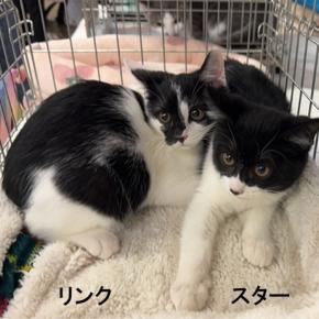 11/23(日曜）獣医師会館里親会報告