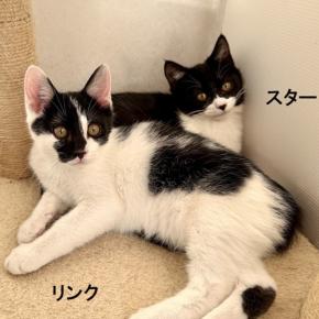 猫用品ありがとうございました