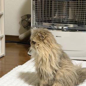 セレネが残念そうに…。