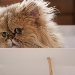 紙袋大好き＆仲良くお昼寝。