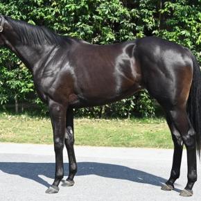 タッセルノット 出走情報（2025/08/31 メイクデビュー新潟）