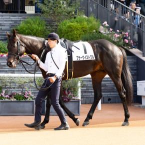 ブラーヴイストワル 出走情報（2025/12/27 3歳以上1勝クラス）