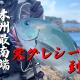 釣ってよし！食べてよし！本州最南端串本樫野エリアで寒グレを狙う！【釣武者チャンネル】