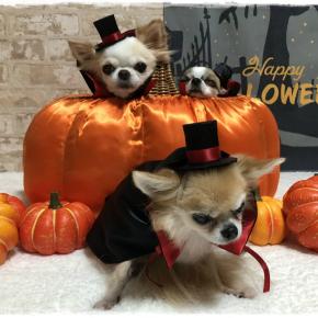 ハロウィン写真