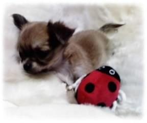 COCO 17年目のお迎え記念日