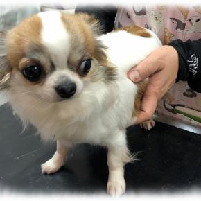 狂犬病予防接種 LILI