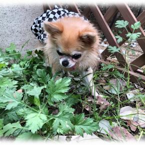 COCO 定期検診(眼圧＆血液検査)