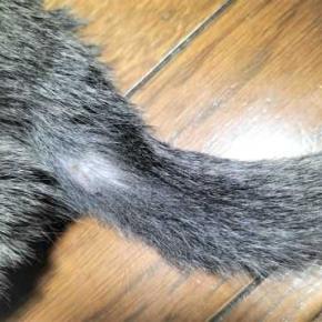 そう来たかぁ！ もう手の打ちようがない？・・・ く～ちゃんの、ハゲの経過 -26（2025年6月1日～30日）