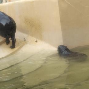 動物をみていると癒される