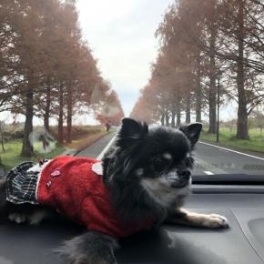 今月のお休み＠紅葉の見納め