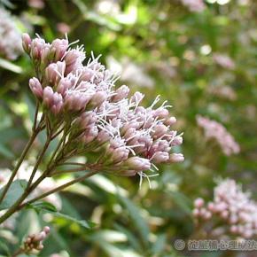神経質夫婦映画館へ行く