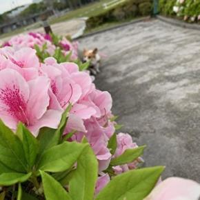 物語るお顔とコーギーグッズ