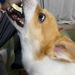 お散歩後の楽しみ