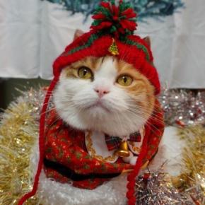 クリスマスコスプレ・イヴ編