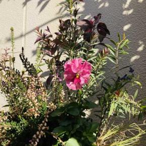 薔薇・紫陽花のドライフラワー→目覚めたDCMパンジー＋ミルフルビオラの花の魅力2025