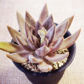 猛暑に耐えるエケべリア 【クライギアナ編】