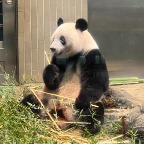 シャンシャンありがとう、元気でね！
