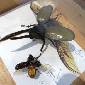 Mashpi Lodge マシュピロッジ（エクアドル Ecuador / Mshpi ) 4/4