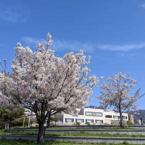 中学校の入学式 ＆ 5週目の結果