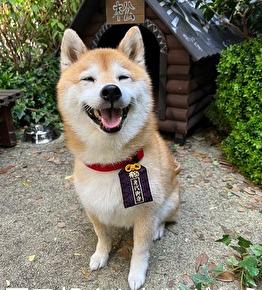 悲しいお知らせに