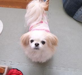 あめが歩いた？！