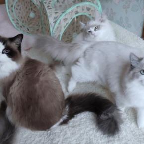 可愛いけど 落ちないでよ