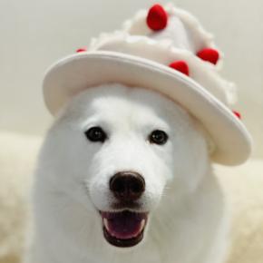  ♪ シマー 9th Birthday ♪