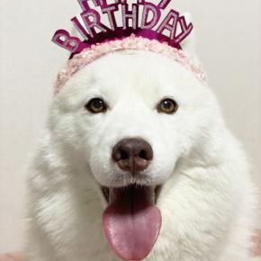  ♪ シマー 10th Birthday ♪