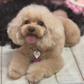 トイプードルの小町ちゃんとルディくん