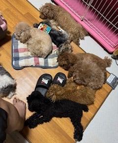 みんなでお昼寝。多頭飼いの日常に癒される瞬間