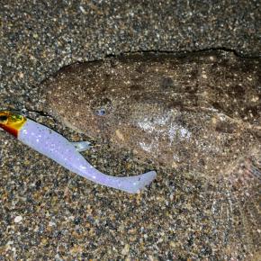 【マゴチ】満月ナイトサーフで…。新潟県上越-フラットフィッシュ