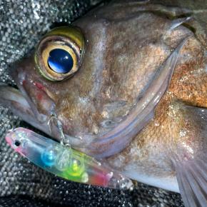 【メバル】前日とは打って変わって厳しかったけど、今年最初の”尺”が来ました！！