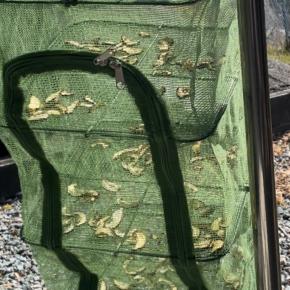 干し椎茸はダイエット効果もあり⁉️