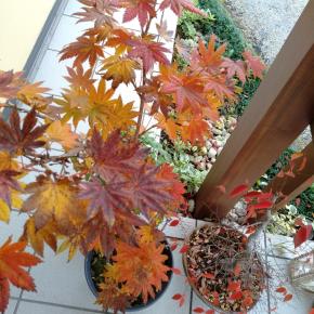 小さい秋も楽し