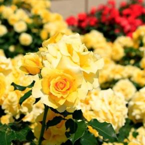 著名人などにも専属の助言者がいる