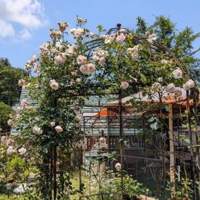 バラ仕事ぼちぼち〜