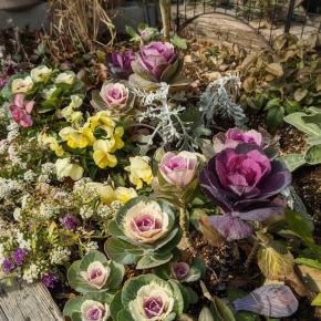 復活の葉牡丹とバラ仕事の続き