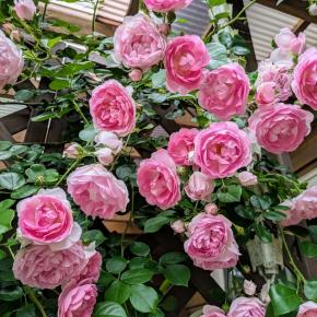 オープンガーデン終わりました〜