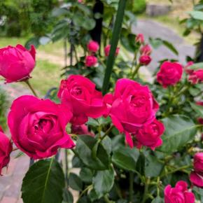 まだまだ続くバラそしてユリ