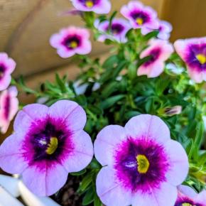 暑さを逆手に☀