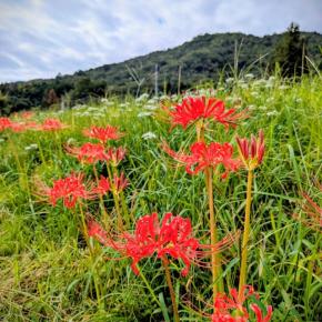 一雨ごとに涼しくなるかもと思いきや⋯