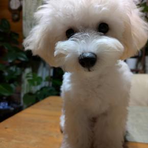 我が家のちいかわ軍団