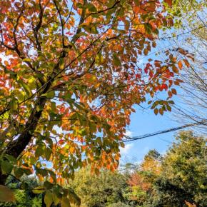 我が家にもようやく秋の気配