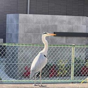 白血球低下でアブラキサンは中止 ＆ ランマークとグラン注射