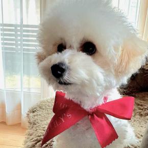 bebe&coco (｡･о･｡)ﾜｵ ぼくはビションちゃんじゃないよ